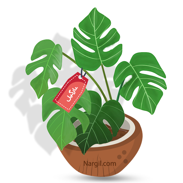  Nargil - Swiss- cheese plant